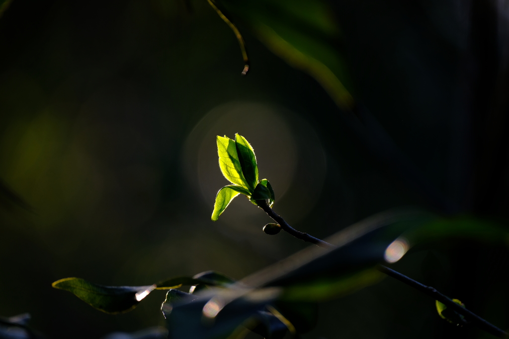 DSCF0876