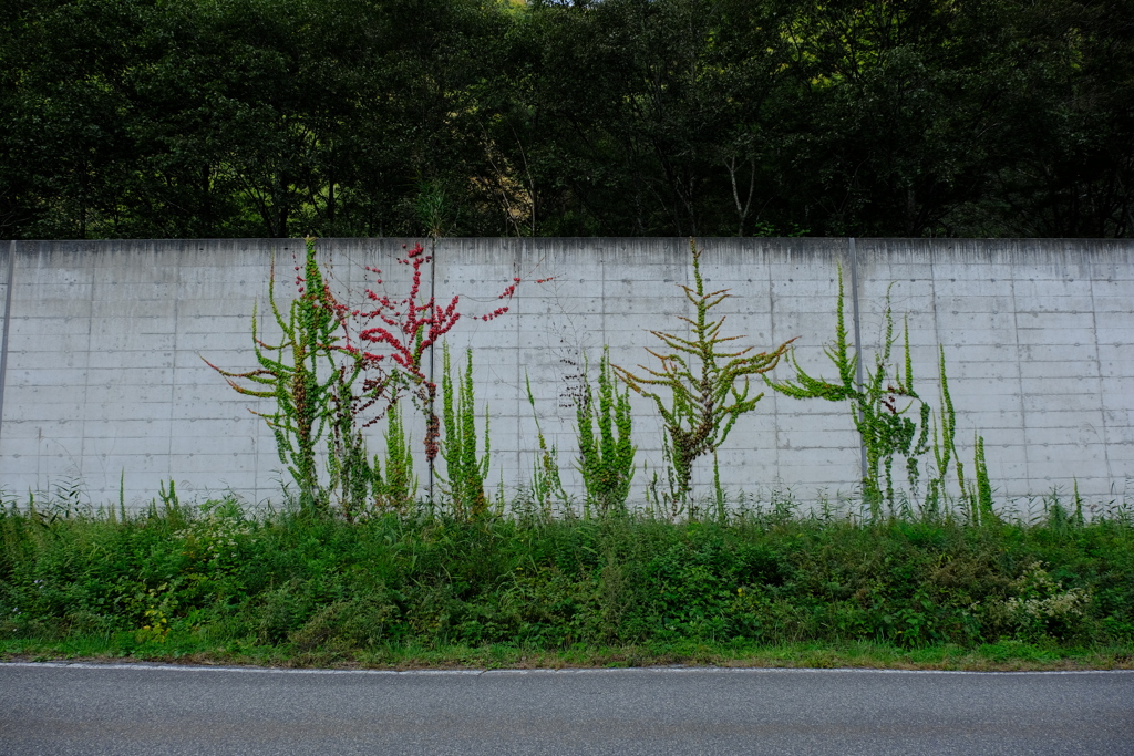 DSCF9972