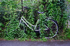DSCF1377