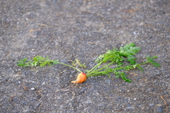 DSCF4074