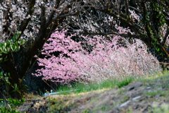 DSCF9075