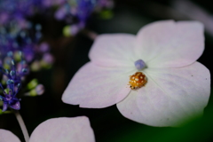 DSCF1555
