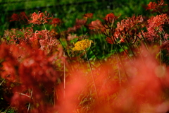 DSCF1523