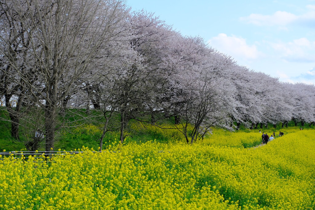 桜堤4