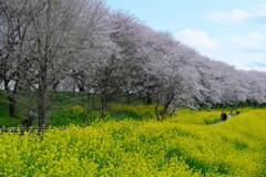 桜堤4