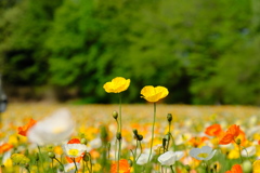 森林公園5