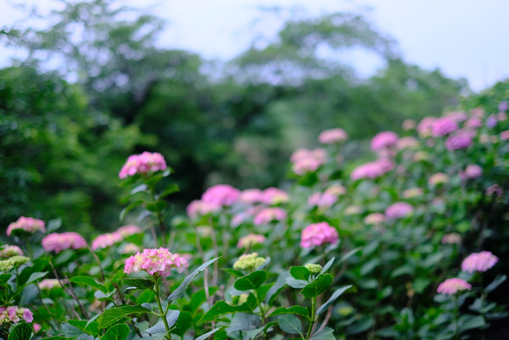 DSCF0036