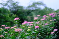 DSCF0036