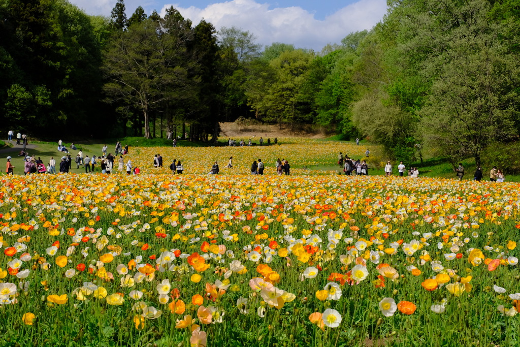 森林公園3