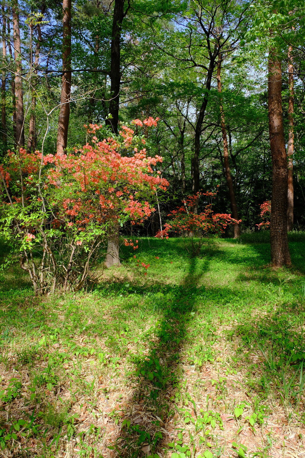 森林公園2