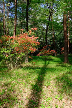 森林公園2