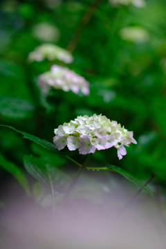 DSCF1418