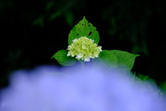 DSCF6411