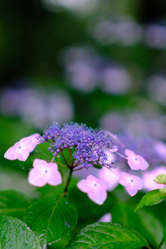 DSCF1453
