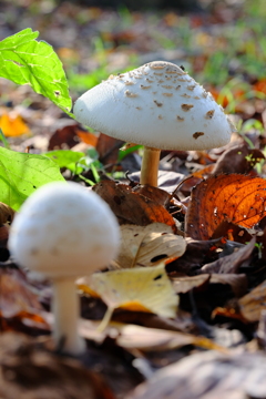 DSCF1546
