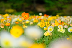 森林公園15