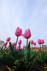 DSCF0993