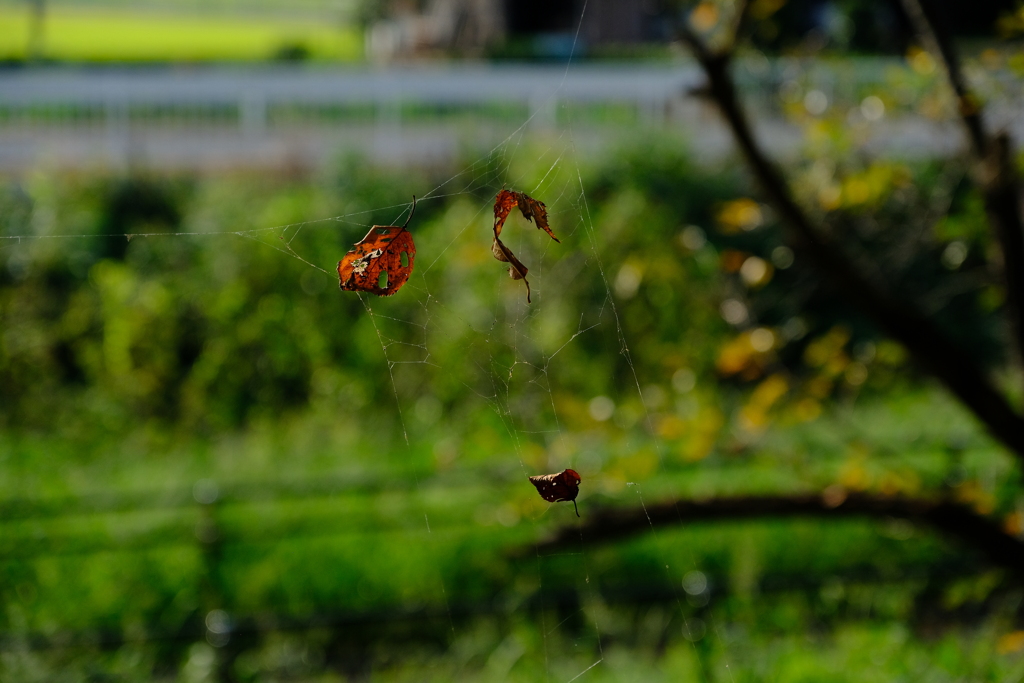 DSCF1520
