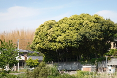 DSC03115