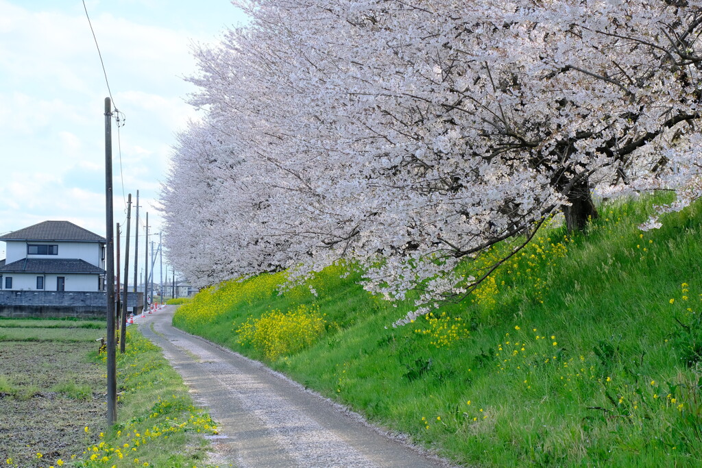 桜堤2