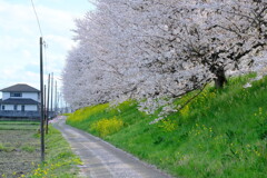 桜堤2