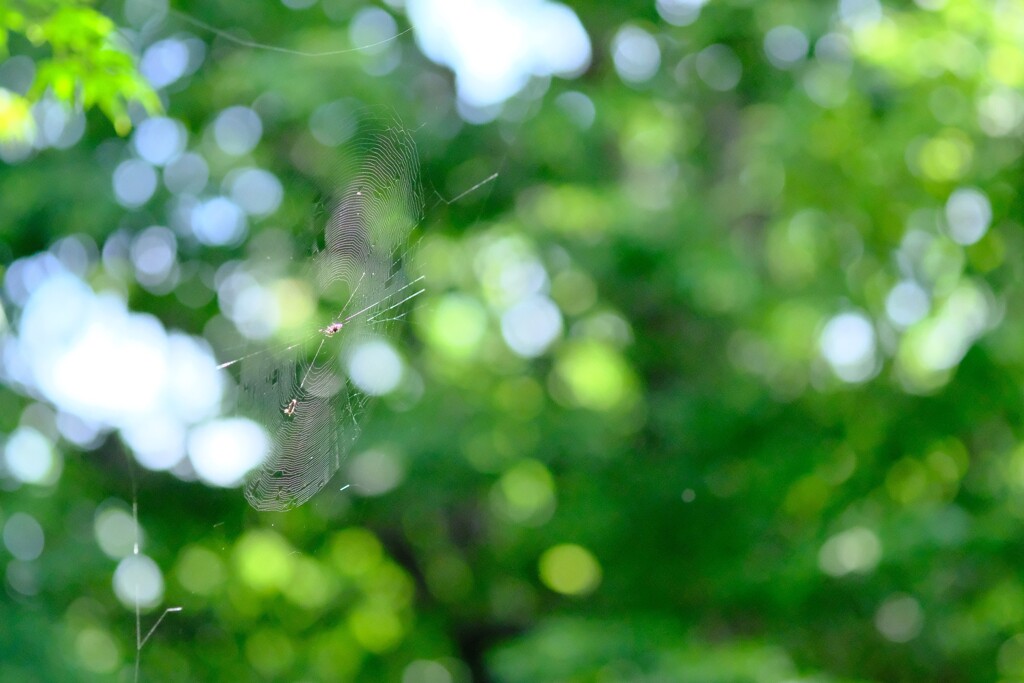DSCF0548