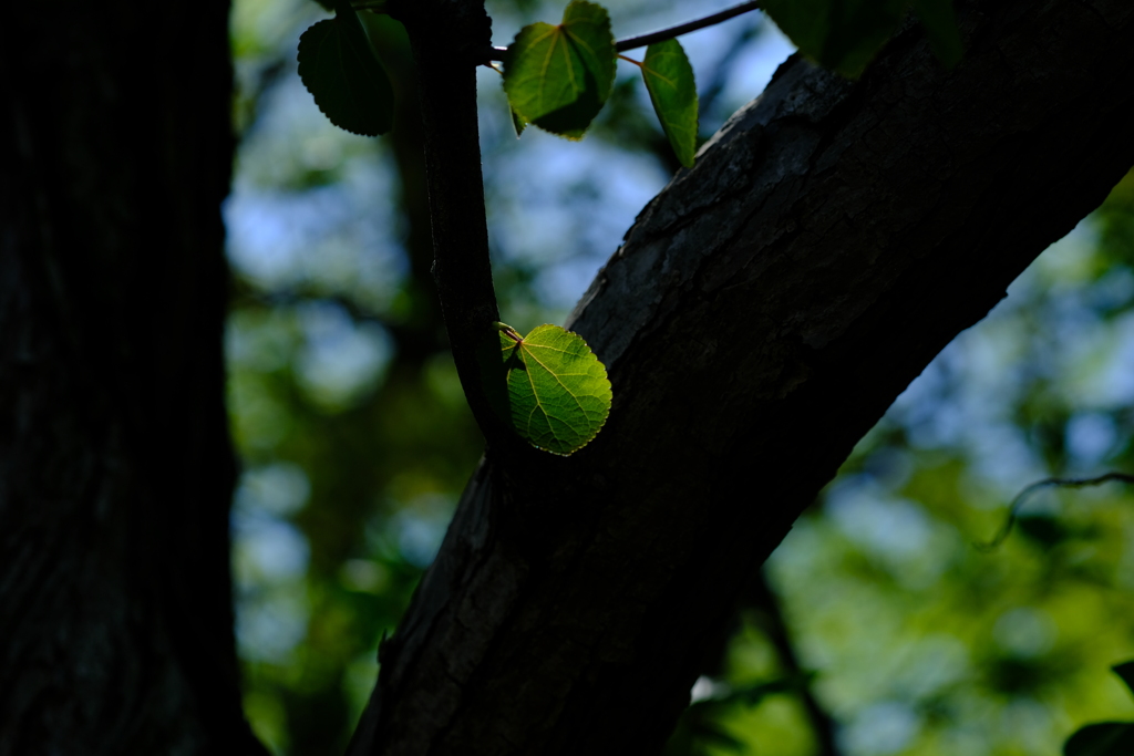 DSCF8454