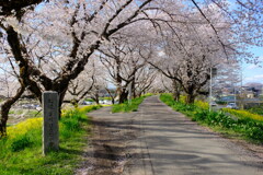 桜堤5