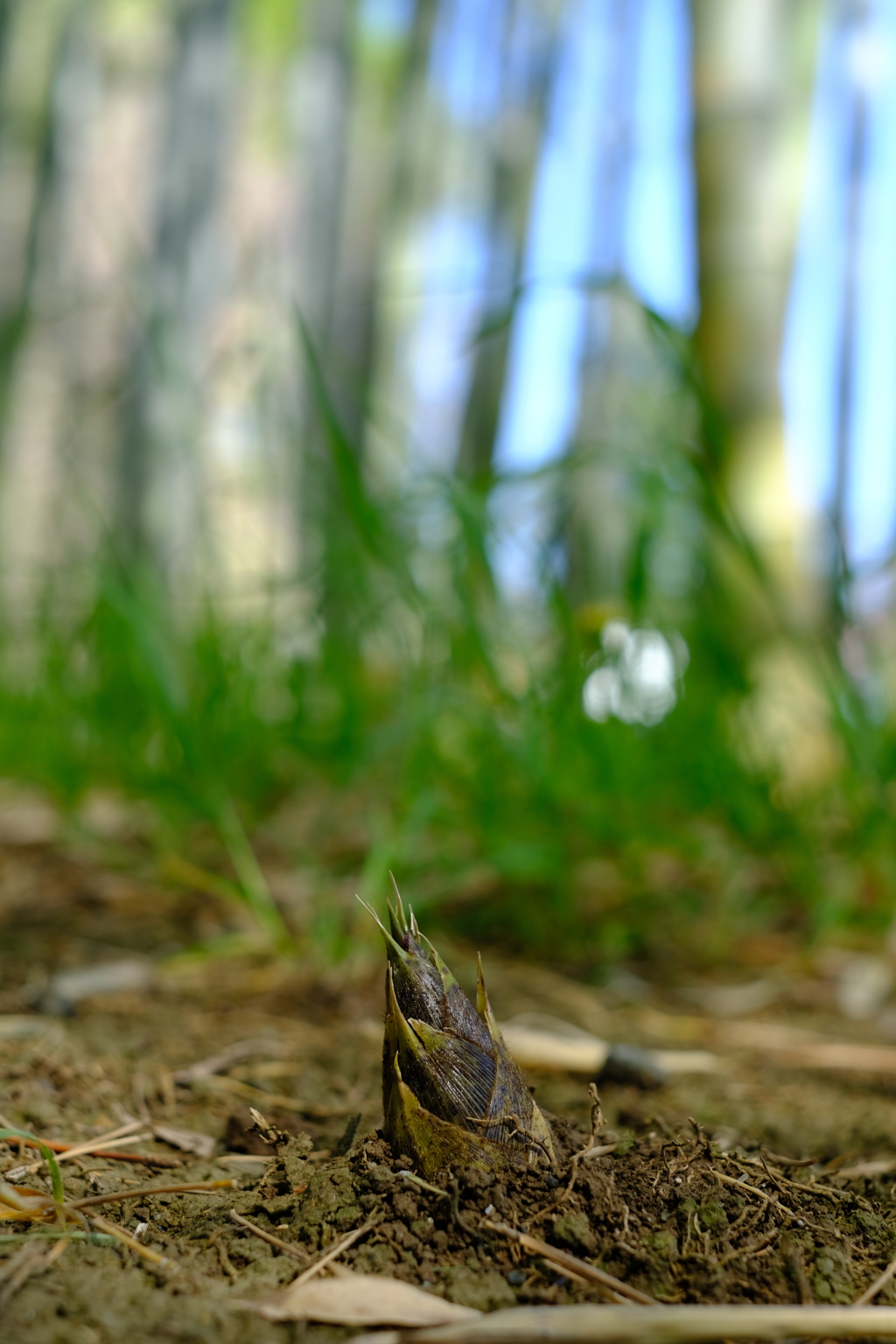 DSCF1168