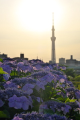 DSCF6512