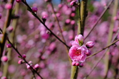 DSCF9065