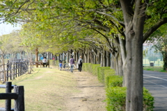 DSCF4243