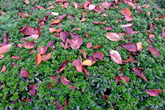 DSCF2090