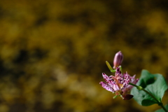 DSCF3388