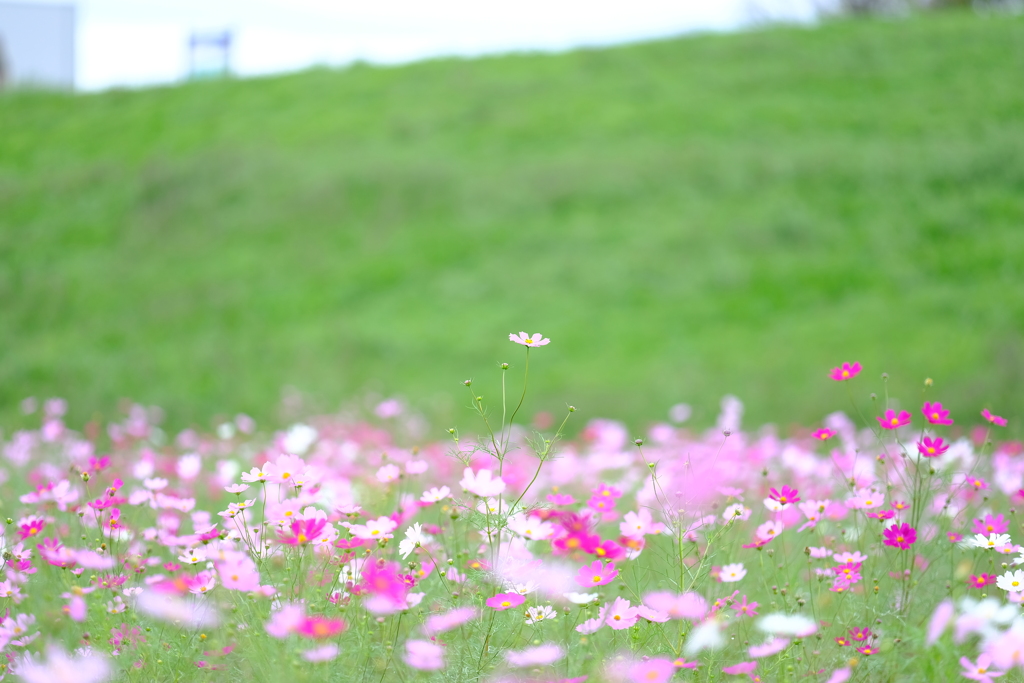 DSCF2290