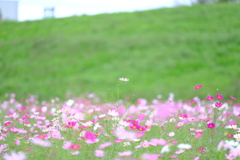 DSCF2290