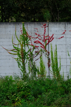 DSCF9983