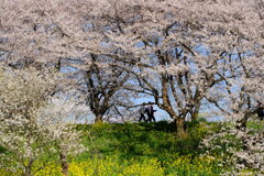 桜堤3