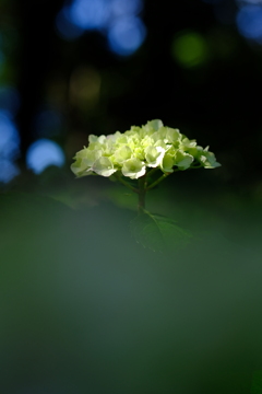 DSCF1520