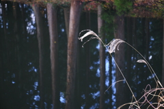 DSCF3810