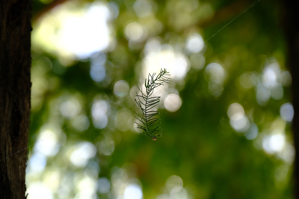 DSCF2653