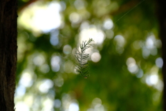DSCF2653
