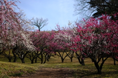 DSCF0800