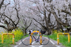 桜堤1