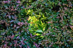 DSCF0595