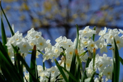 DSCF9053