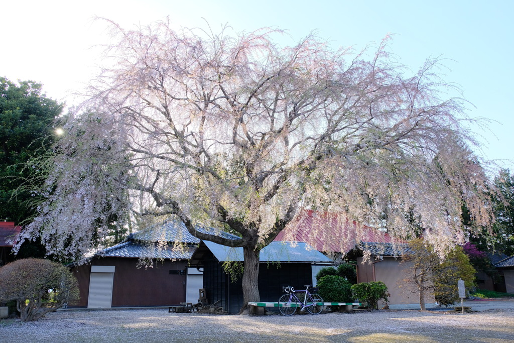 石戸宿しだれ桜