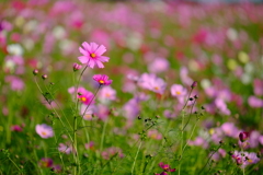 DSCF2456