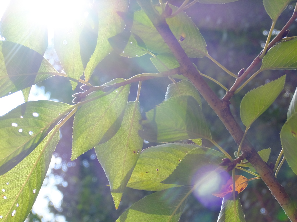 DSCF2135