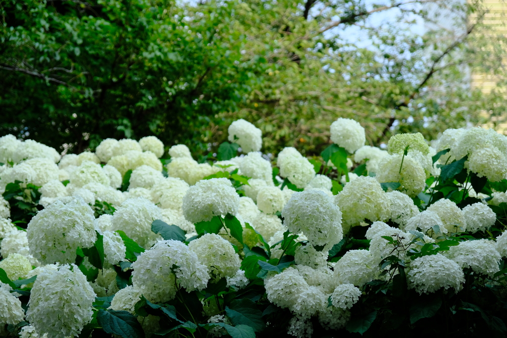 DSCF0522